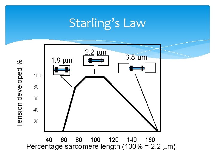 Tension developed % Starling’s Law 2. 2 m 1. 8 m 3. 8 m