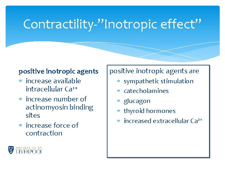 Contractility-”Inotropic effect” positive inotropic agents increase available intracellular Ca 2+ increase number of actinomyosin