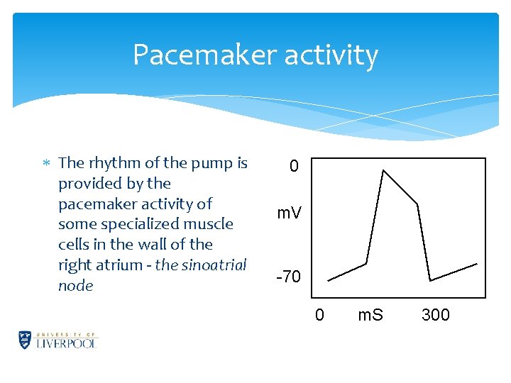 Pacemaker activity The rhythm of the pump is provided by the pacemaker activity of