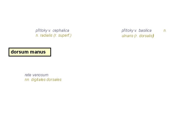přítoky v. cephalica n. radialis (r. superf. ) dorsum manus rete venosum nn. digitales