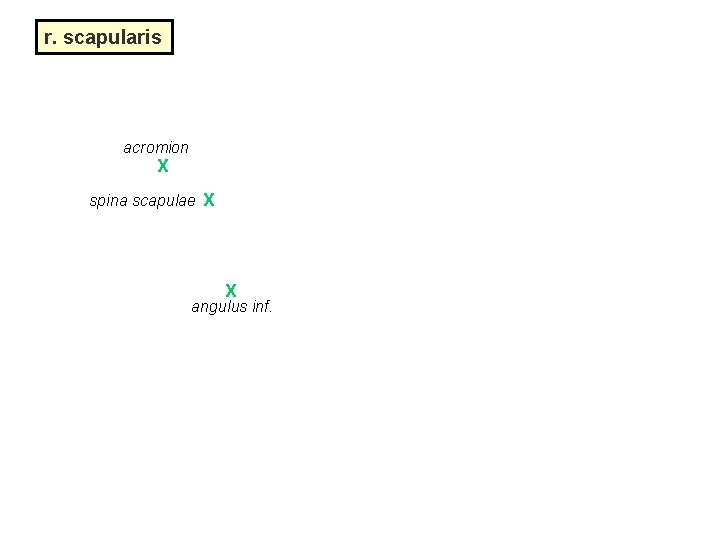 r. scapularis acromion X spina scapulae X X angulus inf. 