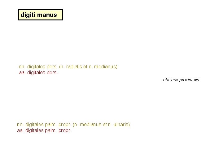 digiti manus nn. digitales dors. (n. radialis et n. medianus) aa. digitales dors. phalanx