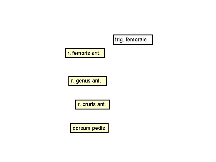 trig. femorale r. femoris ant. r. genus ant. r. cruris ant. dorsum pedis 