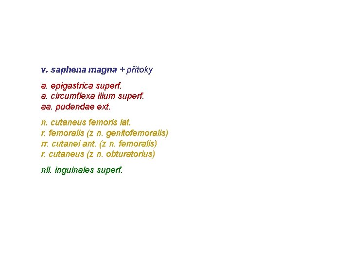 v. saphena magna + přítoky a. epigastrica superf. a. circumflexa ilium superf. aa. pudendae