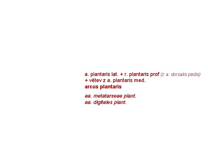 a. plantaris lat. + r. plantaris prof (z a. dorsalis pedis) + větev z