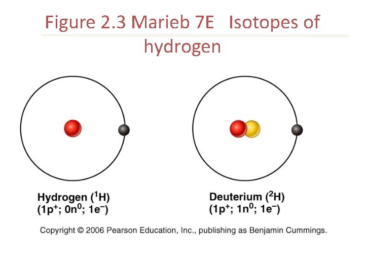 Figure 2. 3 Marieb 7 E Isotopes of hydrogen 