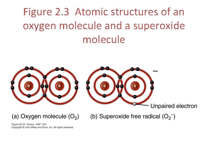 Figure 2. 3 Atomic structures of an oxygen molecule and a superoxide molecule 
