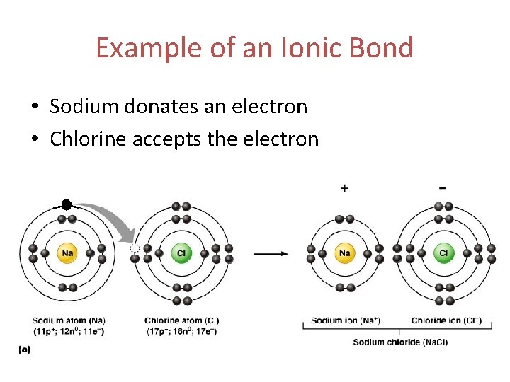 Example of an Ionic Bond • Sodium donates an electron • Chlorine accepts the