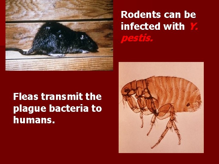Rodents can be infected with Y. pestis. Fleas transmit the plague bacteria to humans. Rodents can be infected with Y. pestis. Fleas transmit the plague bacteria to humans.