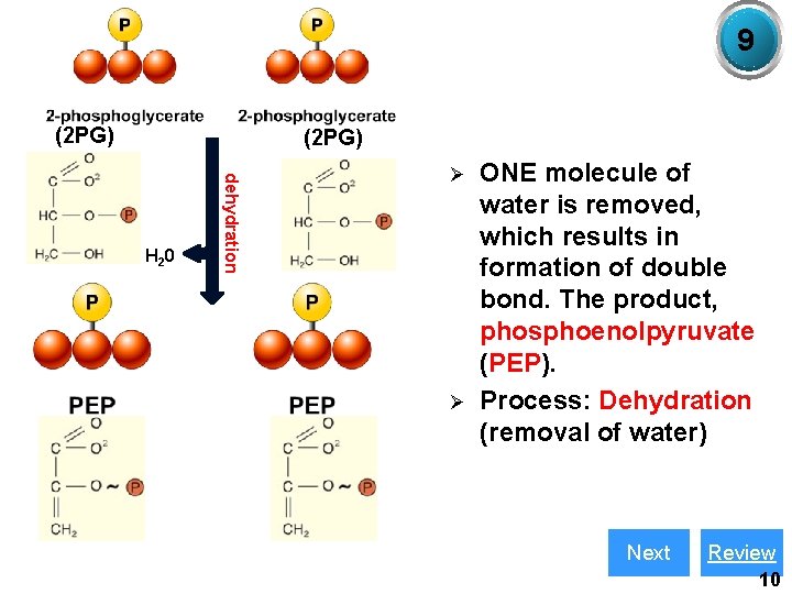 9 (2 PG) dehydration H 2 0 Ø Ø ONE molecule of water is