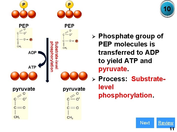 10 Ø ATP Substrate-level phosphorylation ADP Ø Phosphate group of PEP molecules is transferred