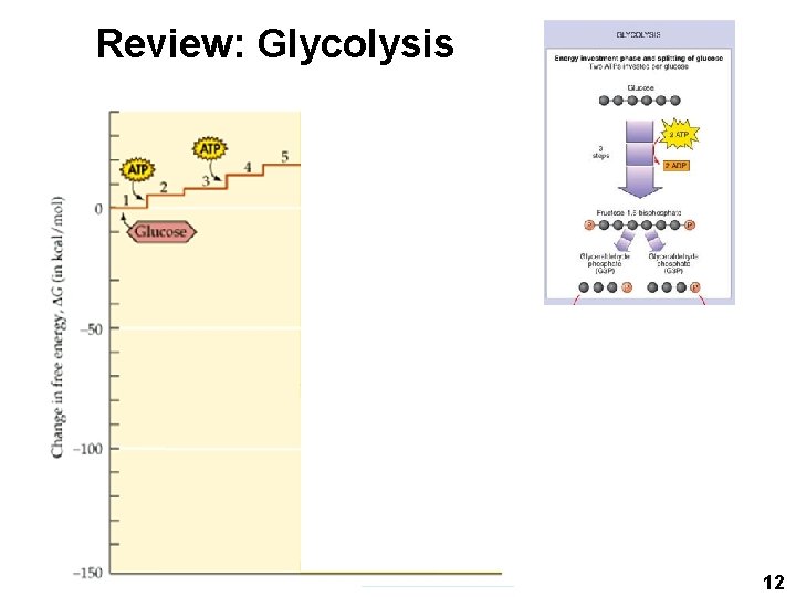 Review: Glycolysis 12 
