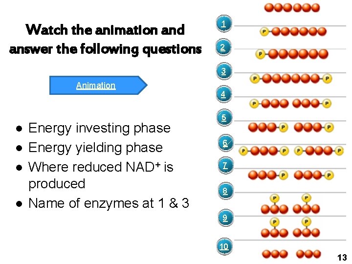 Watch the animation and answer the following questions 1 2 3 Animation l l