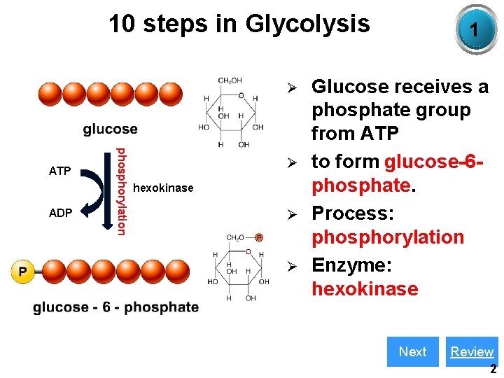 10 steps in Glycolysis Ø ADP phosphorylation ATP Ø hexokinase Ø Ø 1 Glucose