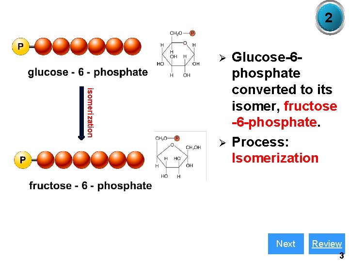 2 Ø isomerization Ø Glucose-6 phosphate converted to its isomer, fructose -6 -phosphate. Process: