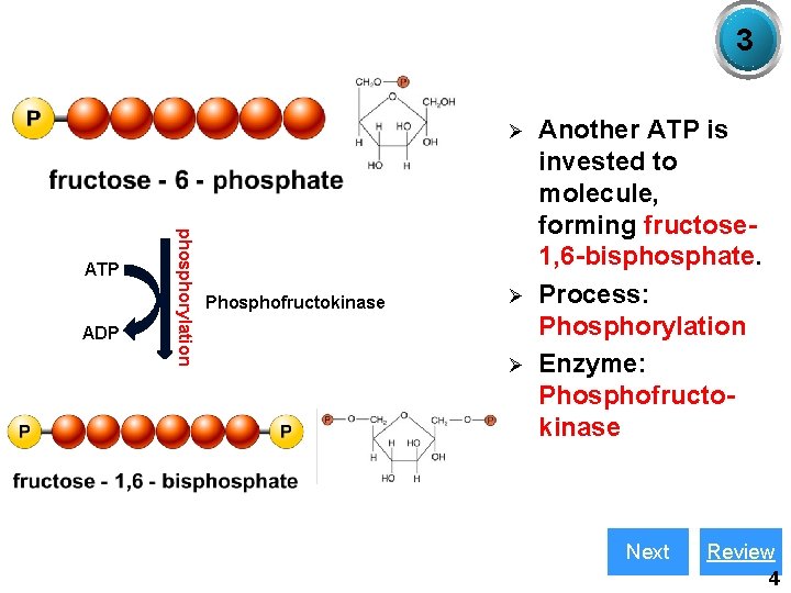 3 Ø ADP phosphorylation ATP Phosphofructokinase Ø Ø Another ATP is invested to molecule,