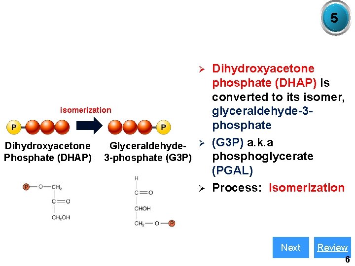 5 Ø isomerization Dihydroxyacetone Phosphate (DHAP) Glyceraldehyde- Ø 3 -phosphate (G 3 P) Ø