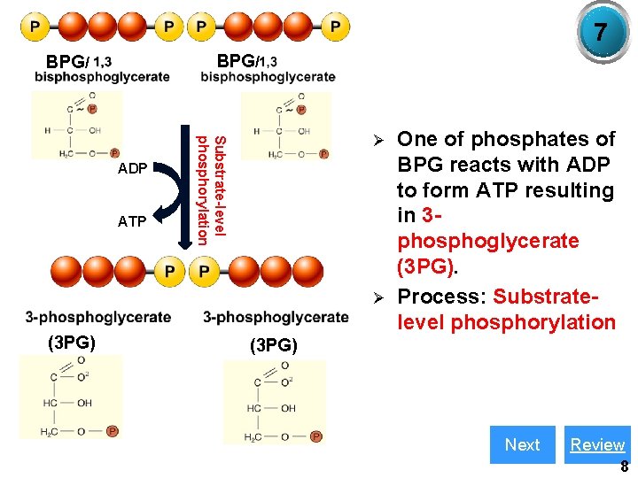 7 BPG/ ATP Substrate-level phosphorylation ADP Ø Ø (3 PG) One of phosphates of