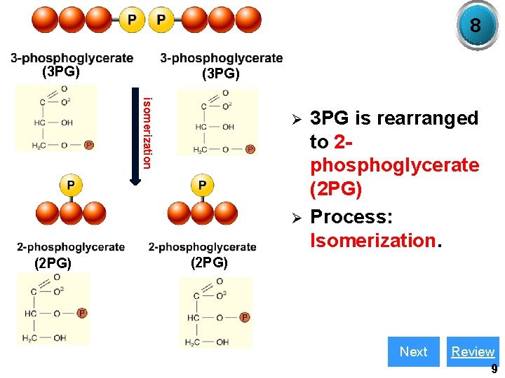 8 (3 PG) isomerization Ø Ø (2 PG) 3 PG is rearranged to 2