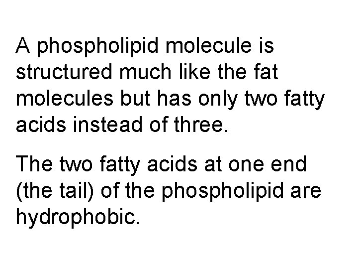 A phospholipid molecule is structured much like the fat molecules but has only two