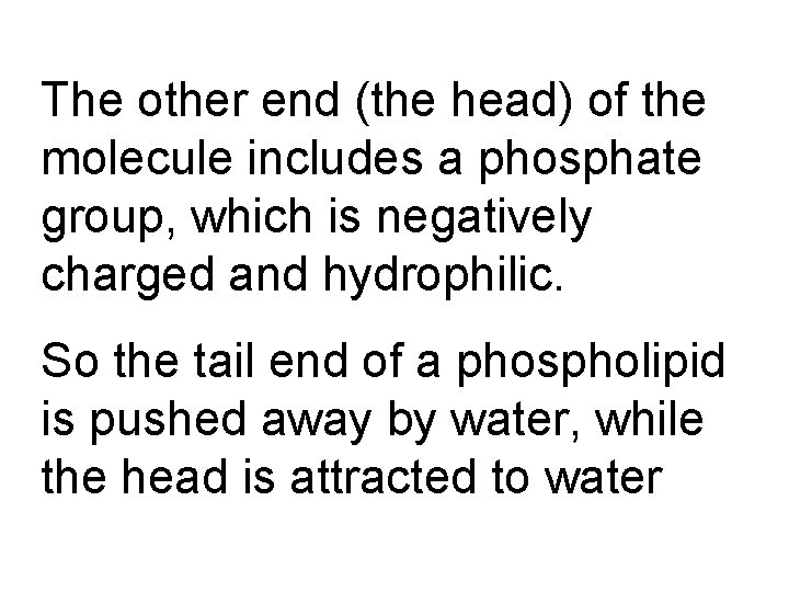 The other end (the head) of the molecule includes a phosphate group, which is