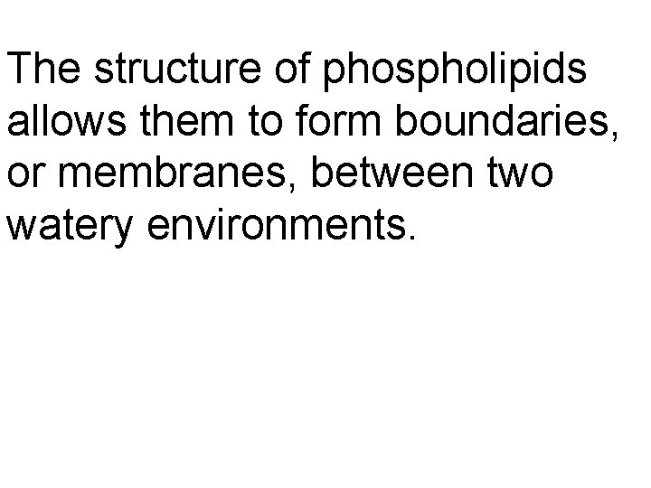 The structure of phospholipids allows them to form boundaries, or membranes, between two watery