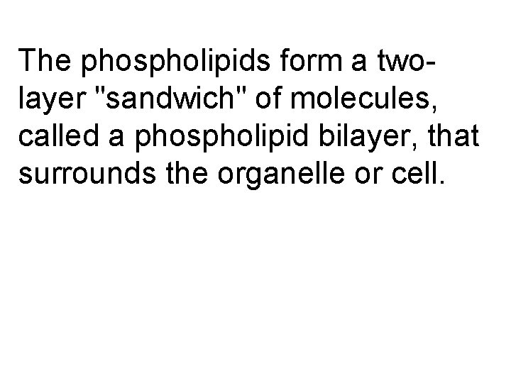 The phospholipids form a twolayer "sandwich" of molecules, called a phospholipid bilayer, that surrounds