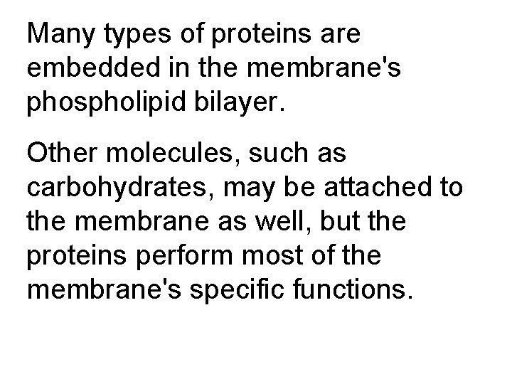 Many types of proteins are embedded in the membrane's phospholipid bilayer. Other molecules, such