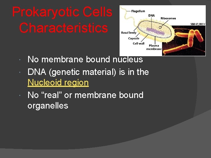 Prokaryotic Cells Characteristics No membrane bound nucleus DNA (genetic material) is in the Nucleoid