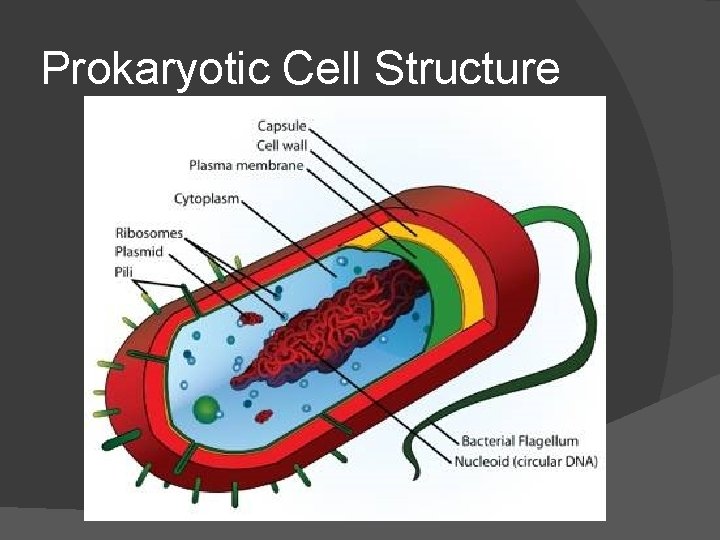 Prokaryotic Cell Structure 
