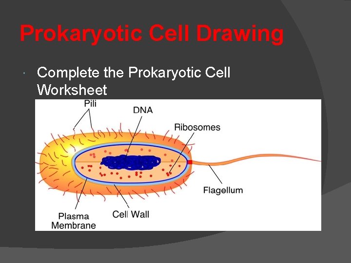 Prokaryotic Cell Drawing Complete the Prokaryotic Cell Worksheet 