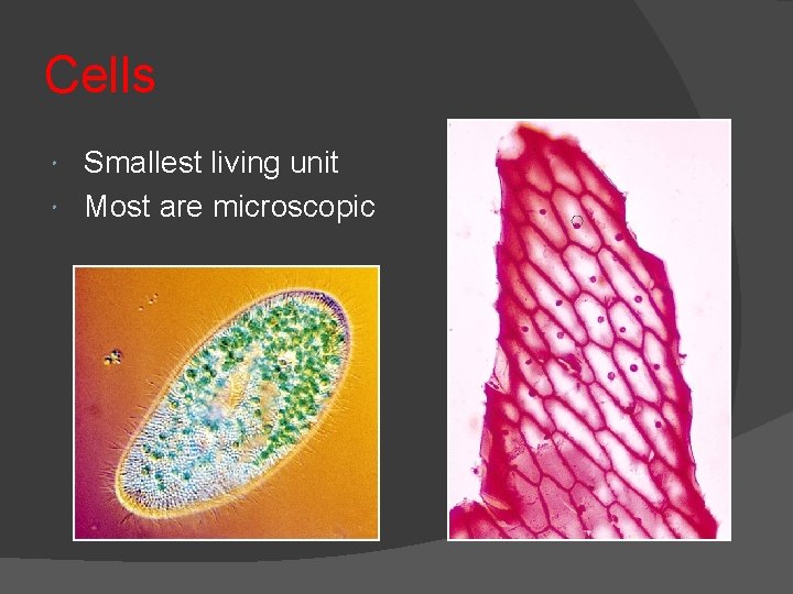 Cells Smallest living unit Most are microscopic 