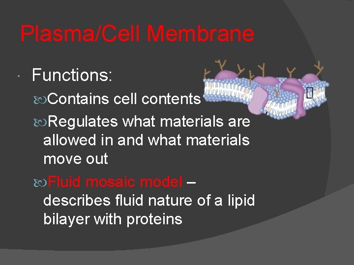 Plasma/Cell Membrane Functions: Contains cell contents Regulates what materials are allowed in and what