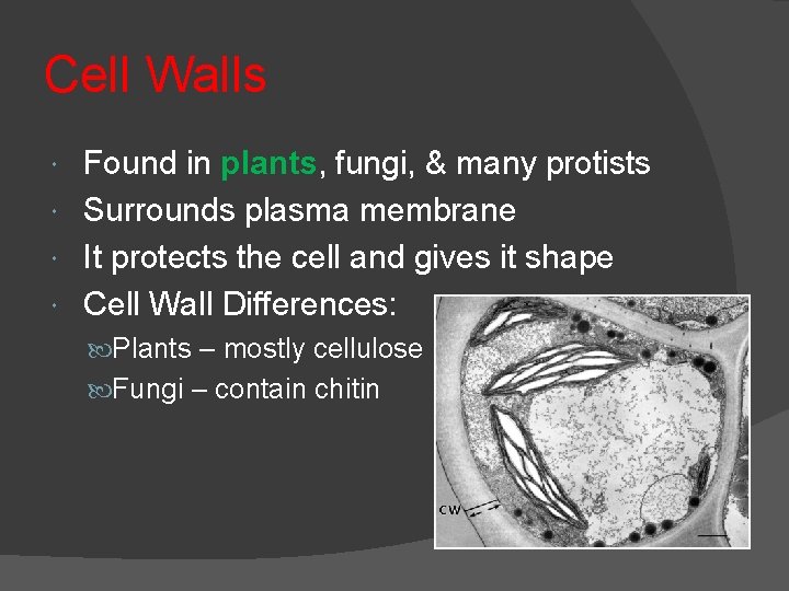 Cell Walls Found in plants, fungi, & many protists Surrounds plasma membrane It protects