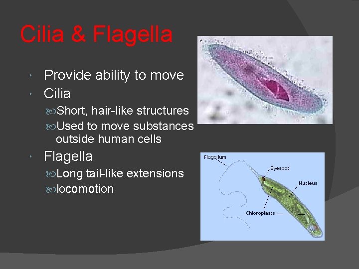 Cilia & Flagella Provide ability to move Cilia Short, hair-like structures Used to move