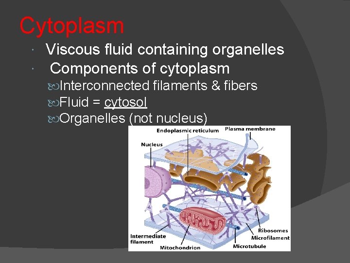Cytoplasm Viscous fluid containing organelles Components of cytoplasm Interconnected filaments & fibers Fluid =