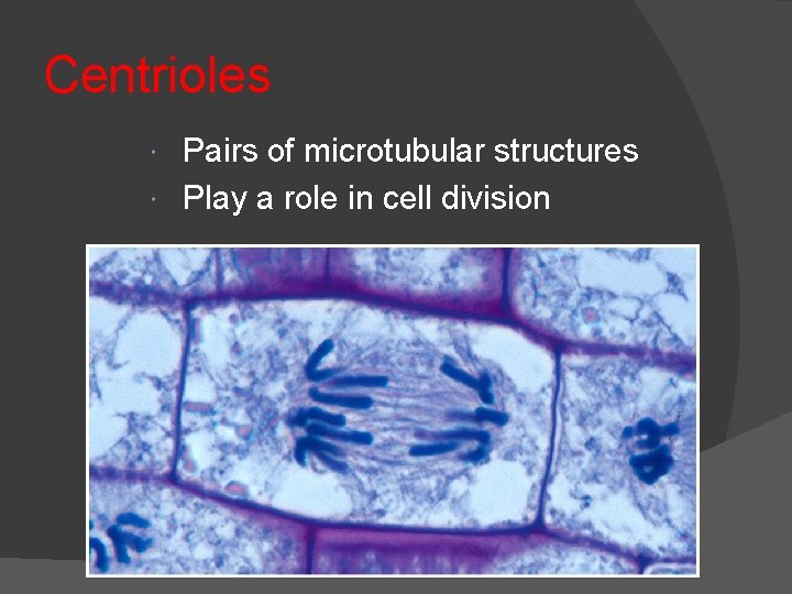 Centrioles Pairs of microtubular structures Play a role in cell division 