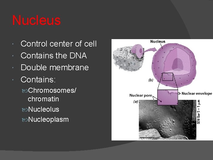 Nucleus Control center of cell Contains the DNA Double membrane Contains: Chromosomes/ chromatin Nucleolus