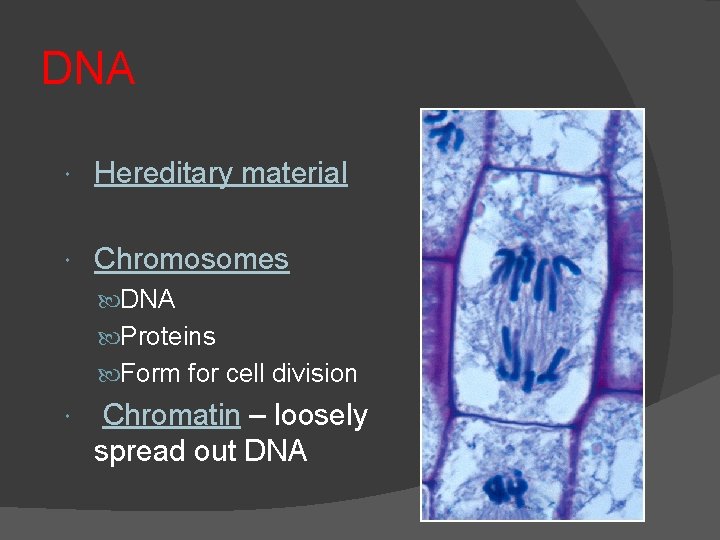 DNA Hereditary material Chromosomes DNA Proteins Form for cell division Chromatin – loosely spread