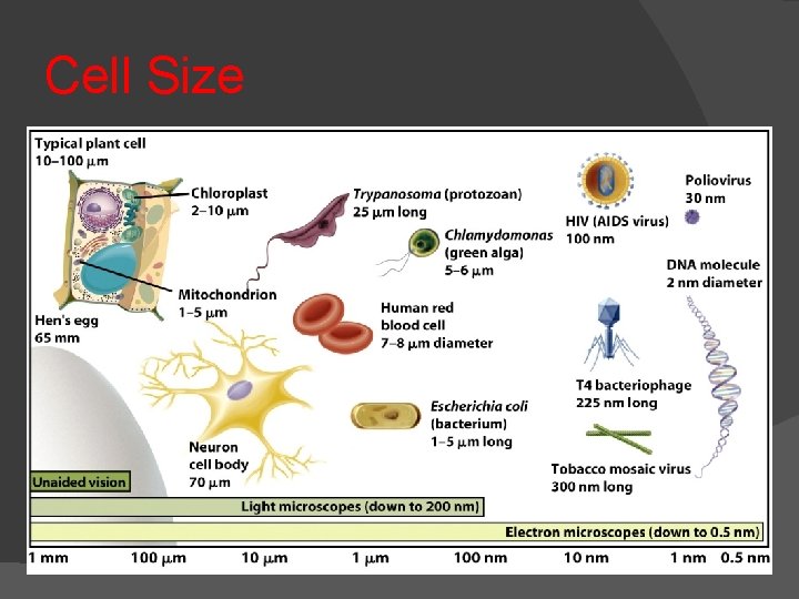 Cell Size 
