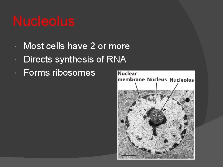 Nucleolus Most cells have 2 or more Directs synthesis of RNA Forms ribosomes 