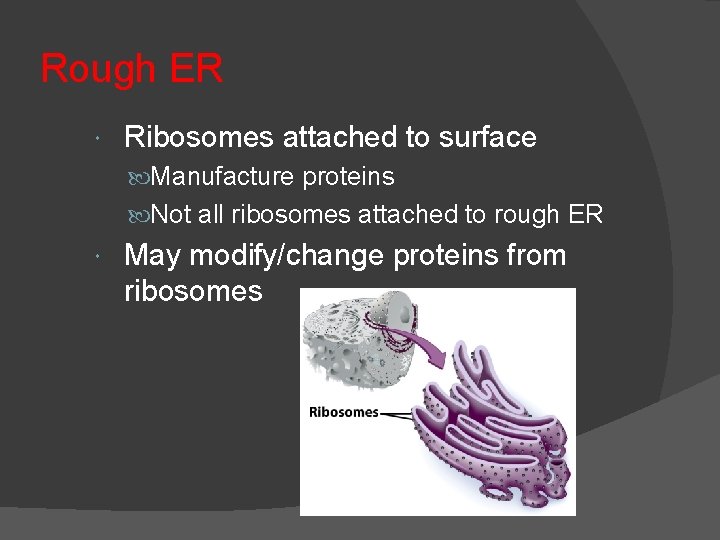 Rough ER Ribosomes attached to surface Manufacture proteins Not all ribosomes attached to rough