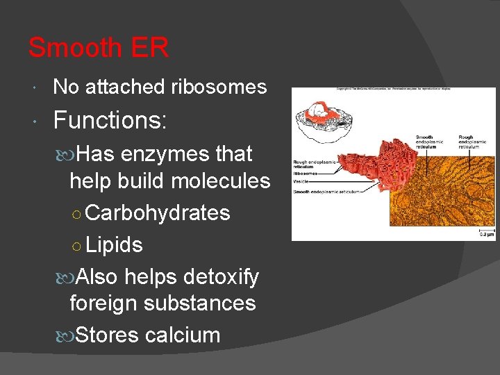 Smooth ER No attached ribosomes Functions: Has enzymes that help build molecules ○ Carbohydrates