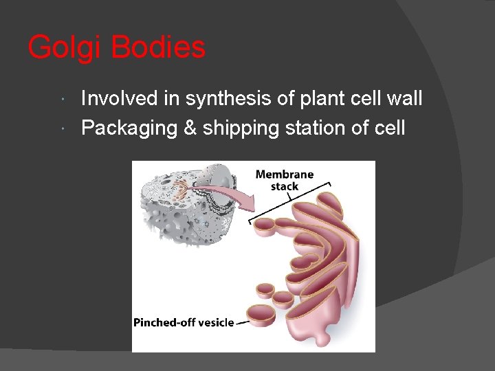 Golgi Bodies Involved in synthesis of plant cell wall Packaging & shipping station of