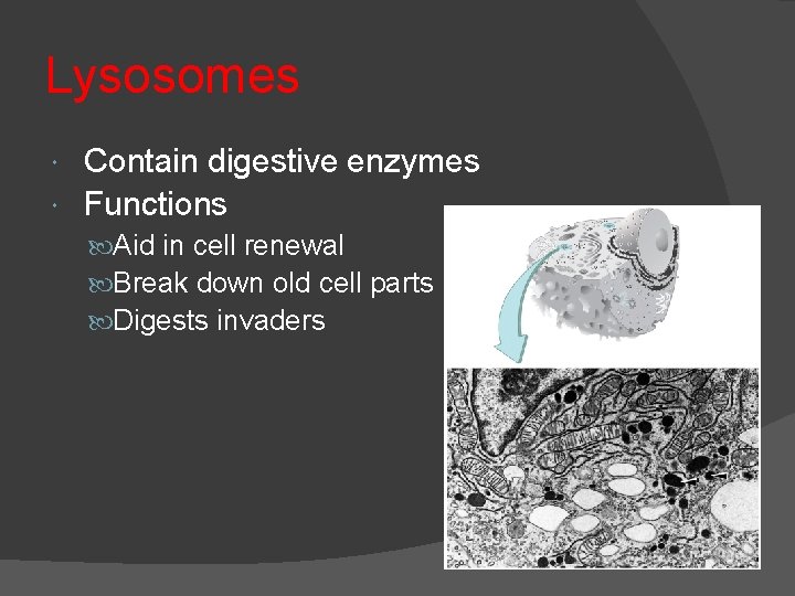 Lysosomes Contain digestive enzymes Functions Aid in cell renewal Break down old cell parts