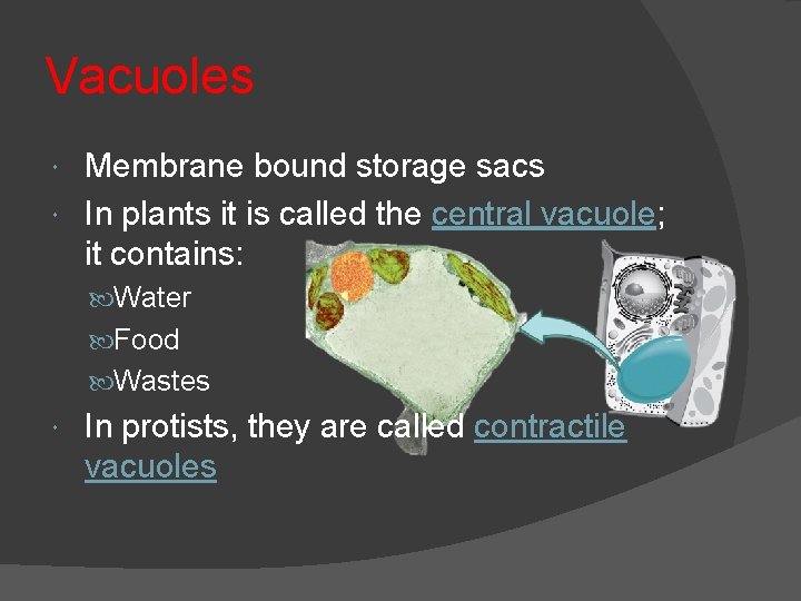 Vacuoles Membrane bound storage sacs In plants it is called the central vacuole; it