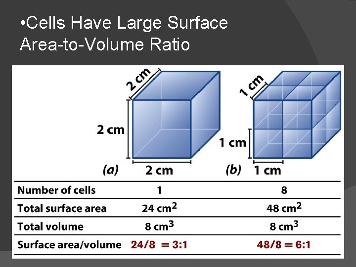  • Cells Have Large Surface Area-to-Volume Ratio 