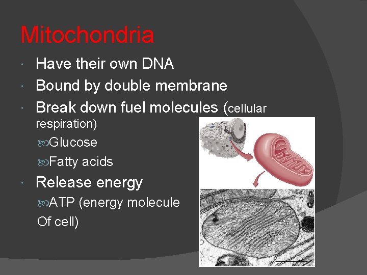 Mitochondria Have their own DNA Bound by double membrane Break down fuel molecules (cellular