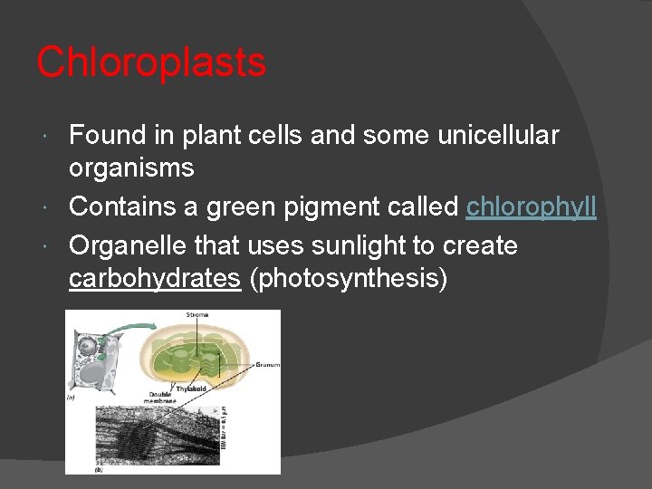 Chloroplasts Found in plant cells and some unicellular organisms Contains a green pigment called