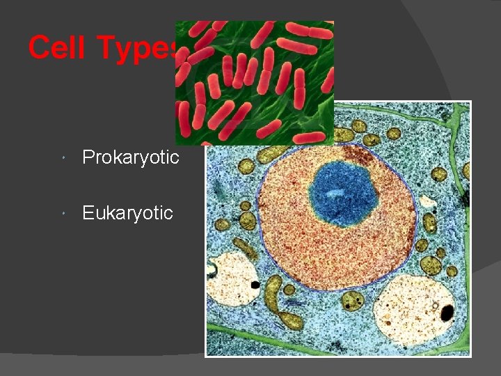Cell Types Prokaryotic Eukaryotic 